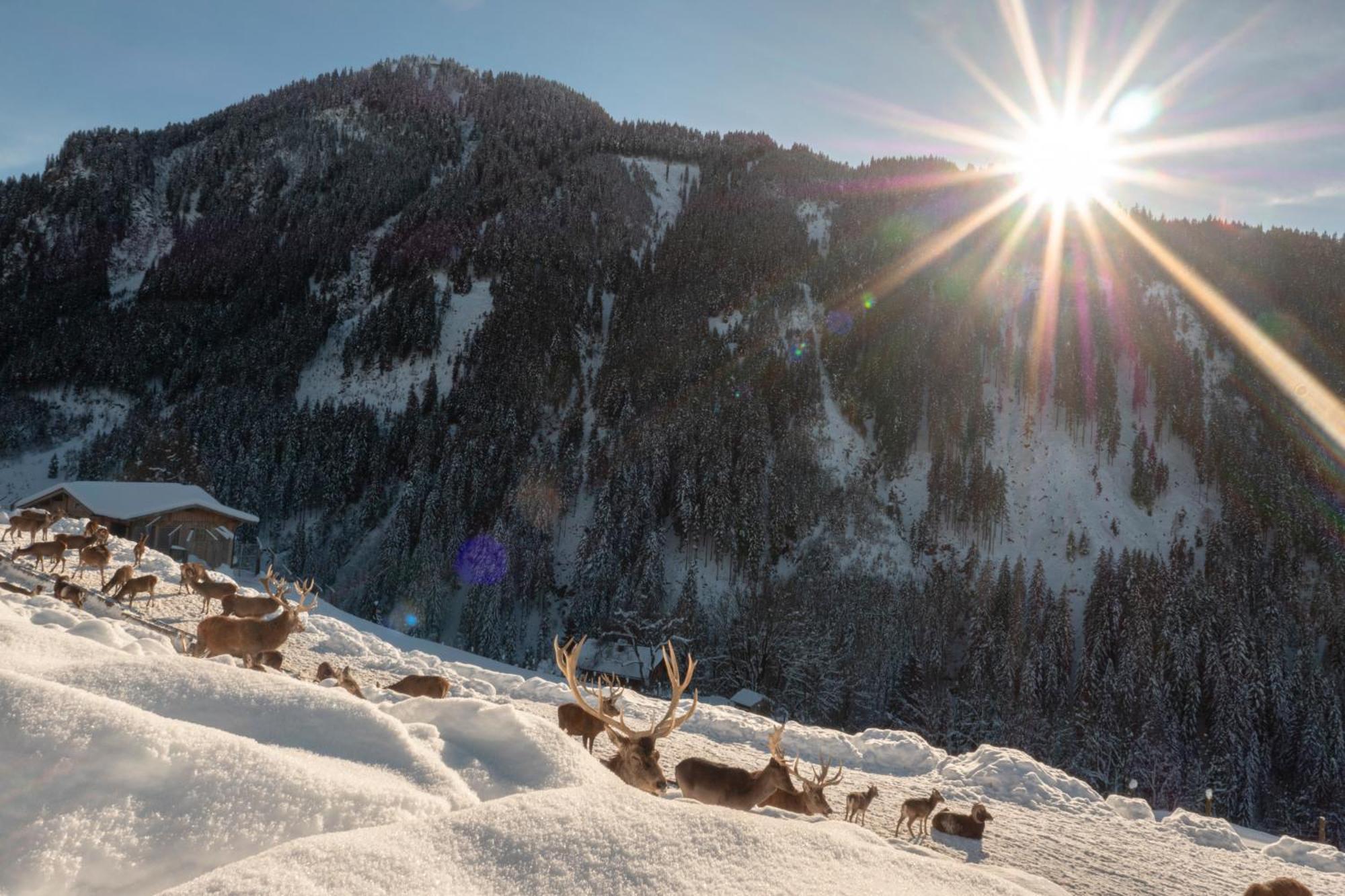Alte Bildhauerei Lägenhet Aurach bei Kitzbuehel Exteriör bild